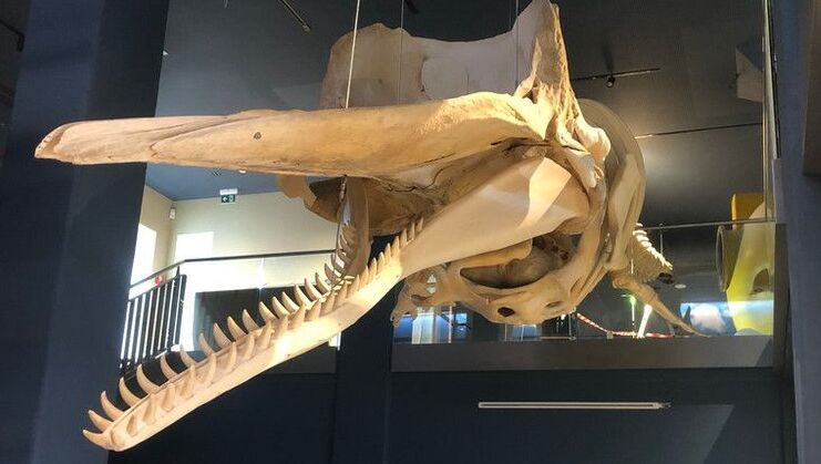 Lichtplanung für das neue Wattenmeer Besucherzentrum in Wilhelmshaven